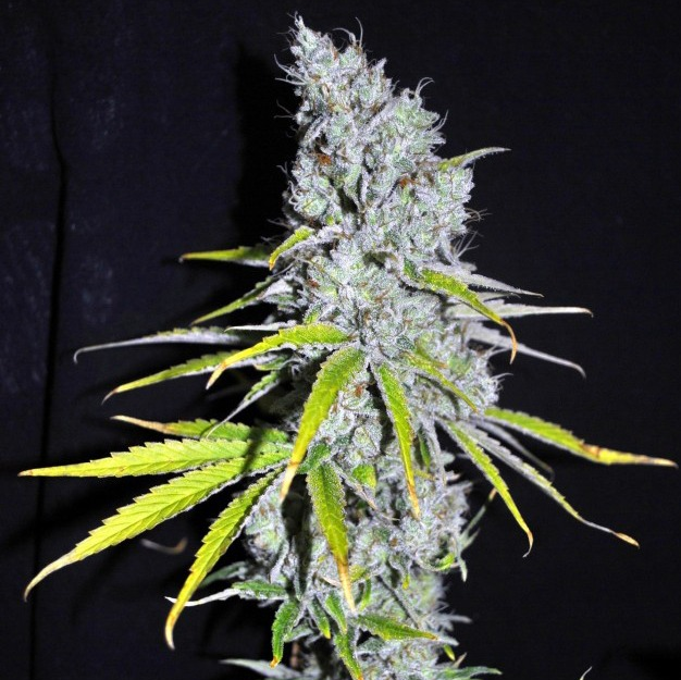 Kenevir Tohumu Satın Al Rehberi: Doğru Esrar Tohumu Seçimi ve Güvenli Alışveriş İpuçları Kenevir Tohumu Satın Al Rehberi: Doğru Esrar Tohumu Seçimi ve Güvenli Alışveriş İpuçları